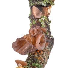 Attēlu rezultāti vaicājumam “Exidia recisa”