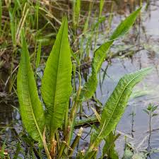 Attēlu rezultāti vaicājumam “Rumex hydrolapathum”