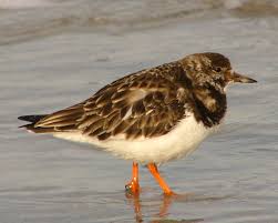 Attēlu rezultāti vaicājumam “Arenaria interpres”