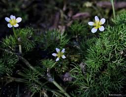 Attēlu rezultāti vaicājumam “Batrachium circinatum”