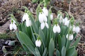 Attēlu rezultāti vaicājumam “Galanthus nivalis leaf”