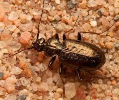 Attēlu rezultāti vaicājumam “Loricera pilicornis”