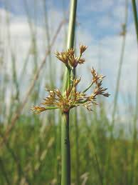 Attēlu rezultāti vaicājumam “Juncus conglomeratus fruit”