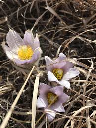 Attēlu rezultāti vaicājumam “Pulsatilla patens flower”