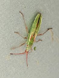 Attēlu rezultāti vaicājumam “Myrmus miriformis”