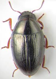 Attēlu rezultāti vaicājumam “Byrrhidae”