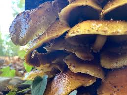 Attēlu rezultāti vaicājumam “Pholiota aurivella”