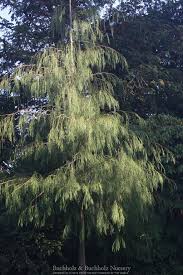 Attēlu rezultāti vaicājumam “Chamaecyparis lawsoniana”