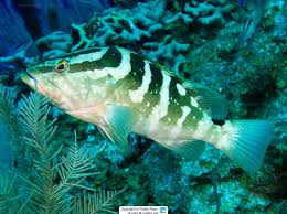 Image result for Epinephelus striatus