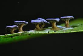 Attēlu rezultāti vaicājumam “Diderma deplanatum”