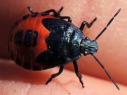 Attēlu rezultāti vaicājumam “Jalla dumosa”