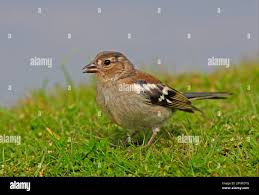 Attēlu rezultāti vaicājumam “Fringilla coelebs juvenile”