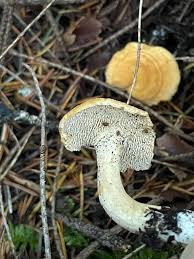 Attēlu rezultāti vaicājumam “Hydnum repandum”