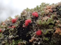 Attēlu rezultāti vaicājumam “Illosporiopsis christiansenii”