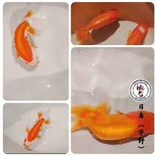 Image result for 金魚