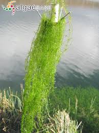 Attēlu rezultāti vaicājumam “Nitella sp.”