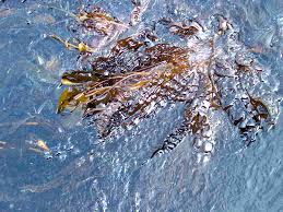 Attēlu rezultāti vaicājumam “Cribraria costata stalked”