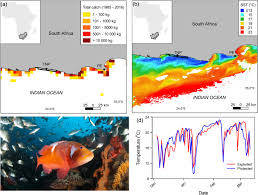 Image result for Chrysoblephus laticeps