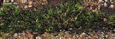 Attēlu rezultāti vaicājumam “Bryum argenteum sporophyte”