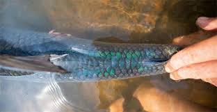 Image result for Goliath Tigerfish