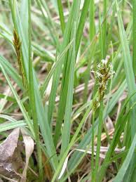 Attēlu rezultāti vaicājumam “Blysmus compressus”