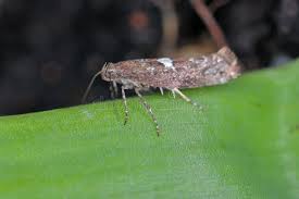 Attēlu rezultāti vaicājumam “Acrolepiopsis assectella”