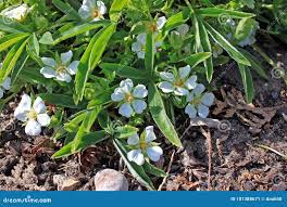 Attēlu rezultāti vaicājumam “Potentilla alba”