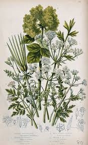 Image result for Anthriscus cerefolium