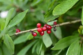 Attēlu rezultāti vaicājumam “Daphne mezereum leaf”