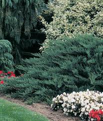 Attēlu rezultāti vaicājumam “Juniperus sabina”