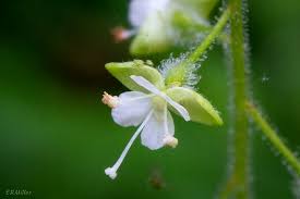 Attēlu rezultāti vaicājumam “Circaea lutetiana flower”