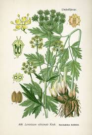 Image result for Liebstöckel