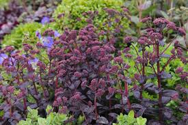 Attēlu rezultāti vaicājumam “Hylotelephium telephium”