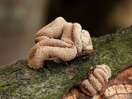 Attēlu rezultāti vaicājumam “Encoelia furfuracea”