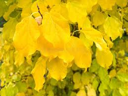 Attēlu rezultāti vaicājumam “Celastrus flagellaris”