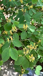 Attēlu rezultāti vaicājumam “Lonicera xylosteum flower”