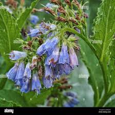 Attēlu rezultāti vaicājumam “Symphytum asperum leaf”