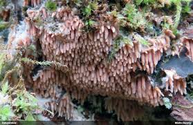 Attēlu rezultāti vaicājumam “Hydnocristella himantia”