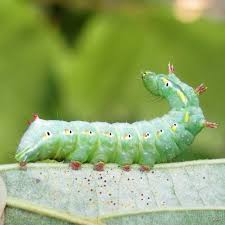 Attēlu rezultāti vaicājumam “Ptilodon capucina imago”