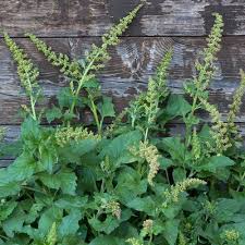 Attēlu rezultāti vaicājumam “Chenopodium bonus-henricus leaf”