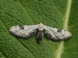 Attēlu rezultāti vaicājumam “Eupithecia centaureata”