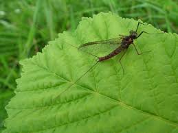 Attēlu rezultāti vaicājumam “Siphlonurus”