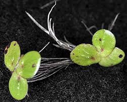 Attēlu rezultāti vaicājumam “Spirodela polyrhiza”