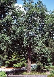 Attēlu rezultāti vaicājumam “Acer tataricum”