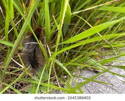 Attēlu rezultāti vaicājumam “Arctia caja larva”