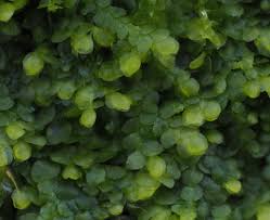 Attēlu rezultāti vaicājumam “Lejeunea cavifolia”