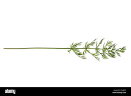 Attēlu rezultāti vaicājumam “Carum carvi leaf”