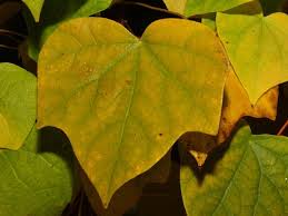 Attēlu rezultāti vaicājumam “Menispermum dauricum”