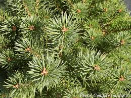 Attēlu rezultāti vaicājumam “Pinus sylvestris var. turfosa”