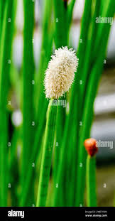 Attēlu rezultāti vaicājumam “Eleocharis uniglumis fruit”